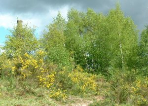 Broom and Silver Birch